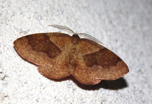 Plagodis pulveraria